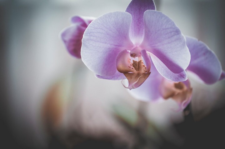 La or­quí­dea, la flor na­cio­nal de Co­lom­bia