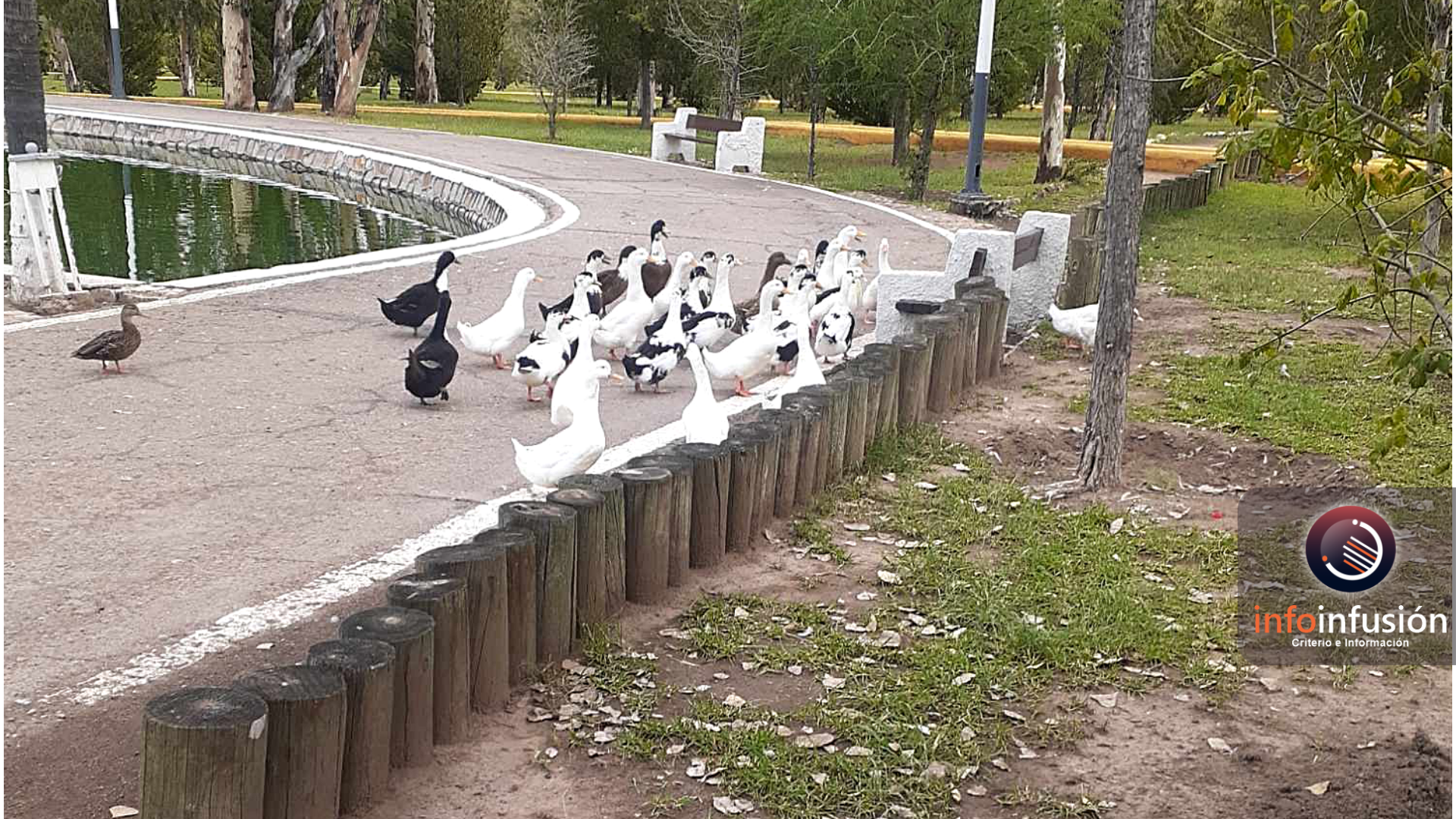 Patos del lago en Parque Sahuatoba tienen una semana sin comer