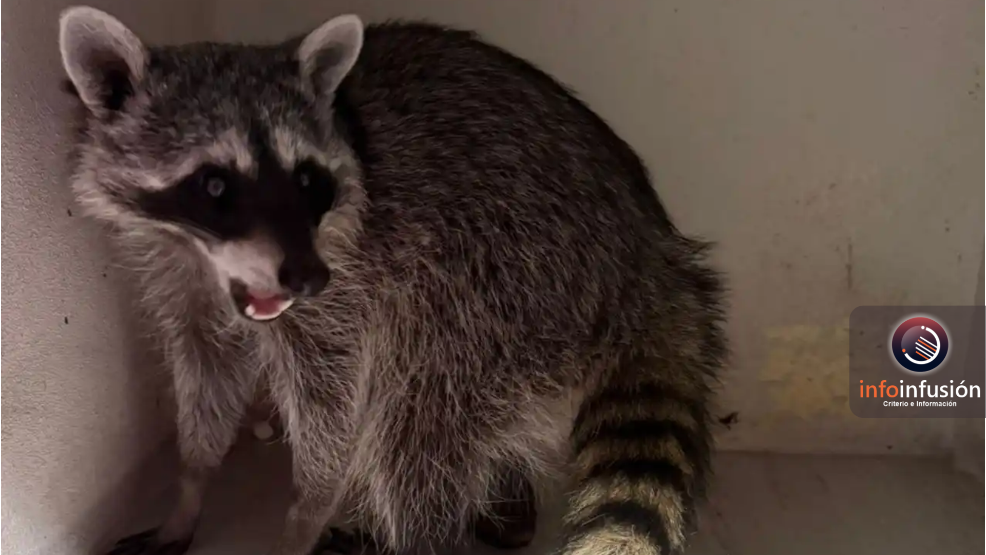 Rescatan a un mapache en una vivienda de Gómez Palacio