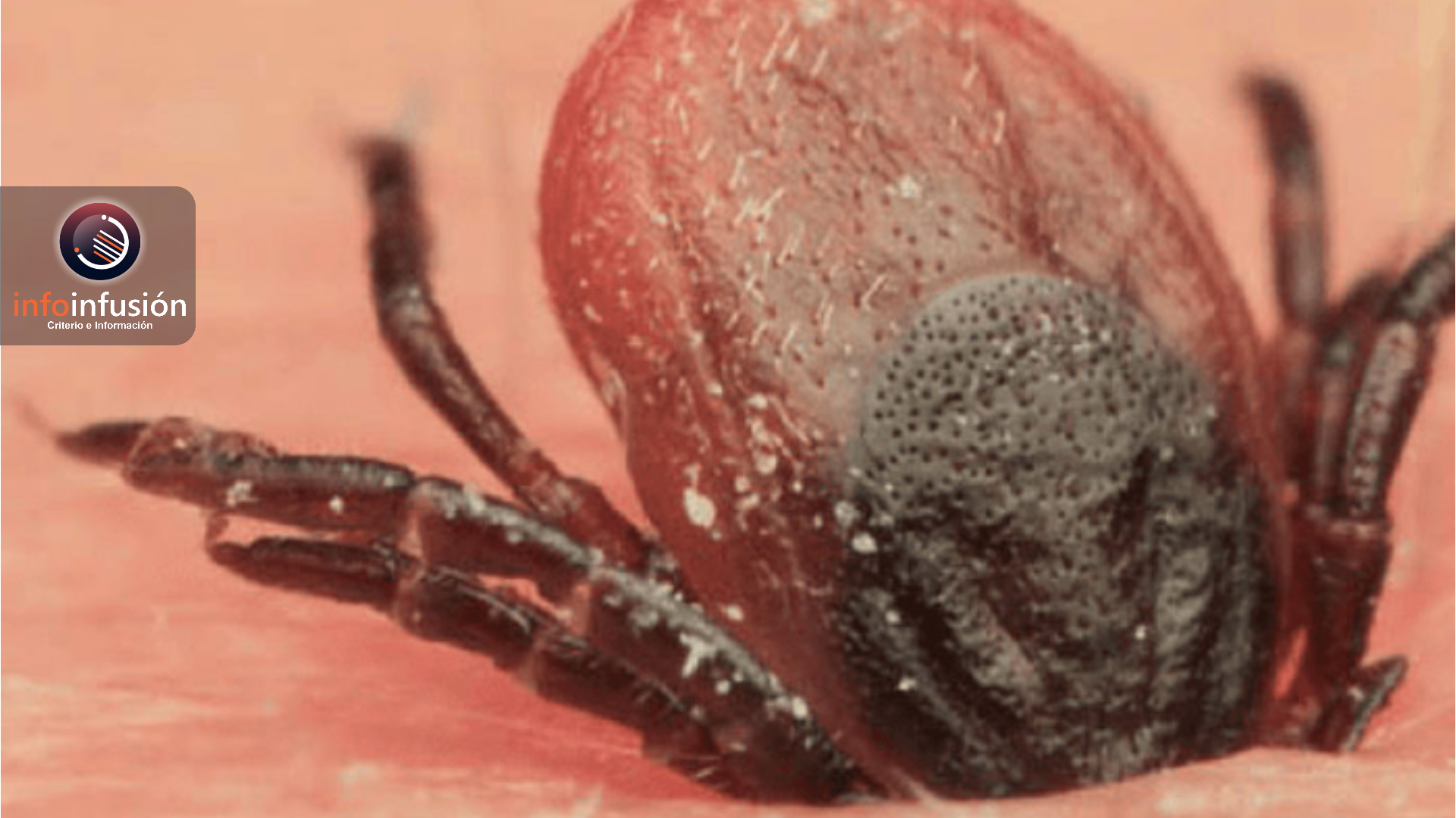 Muere niña en Gómez Palacio a causa de Rickettsia