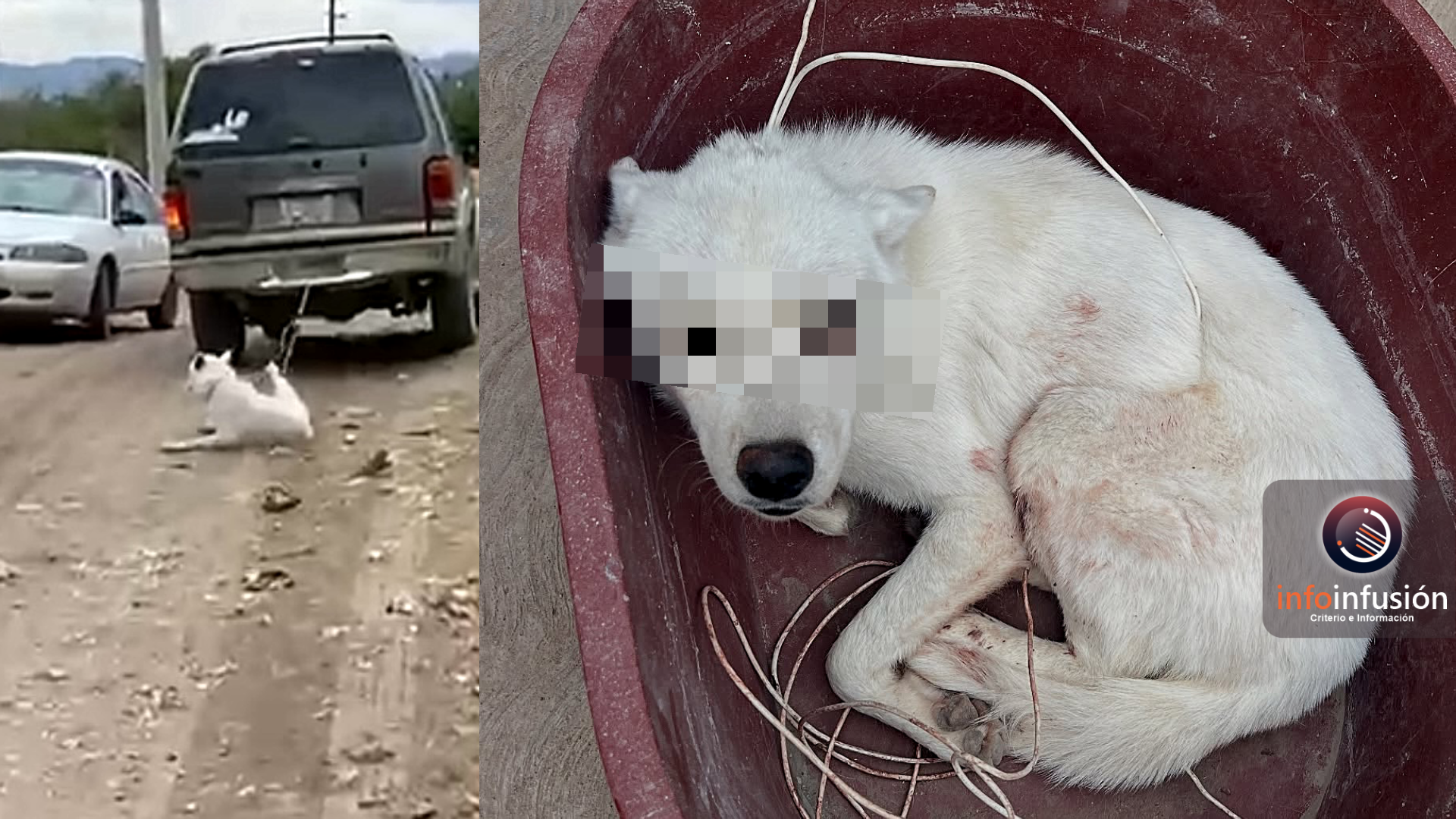Dos sujetos atan perro a una camioneta y lo arrastran
