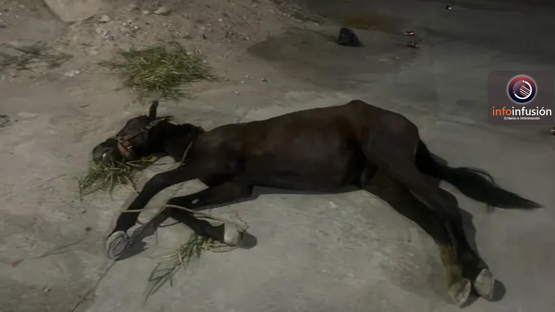 Abandonan caballo enfermo y lesionado en bulevar de Torreón