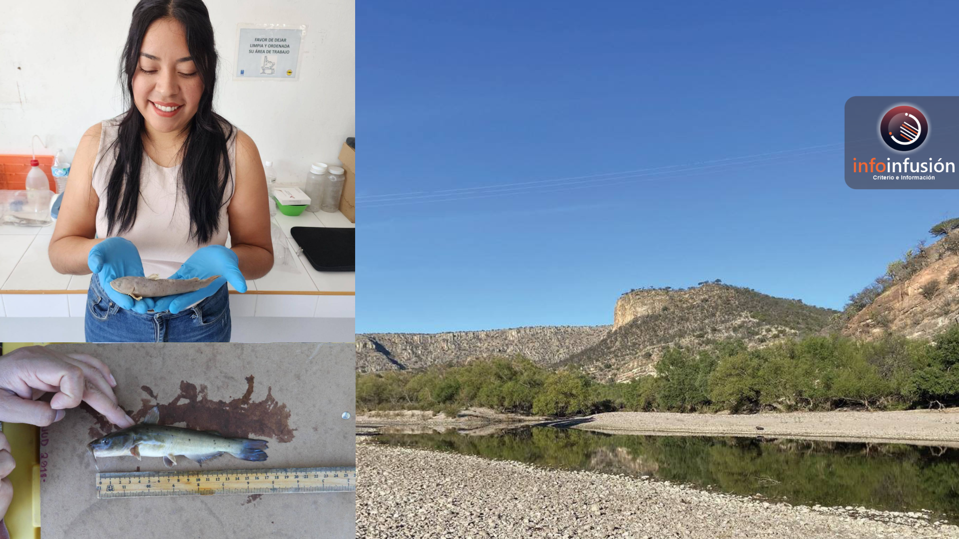 Identifican nueva especie de bagre en cuenca del río Nazas