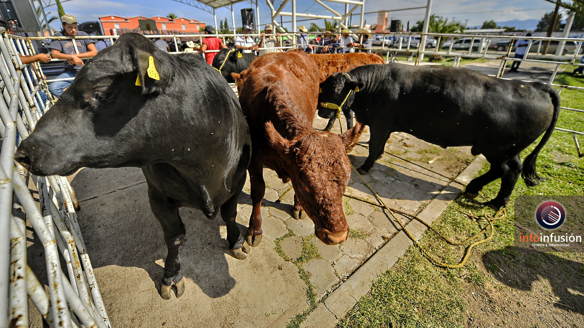 USDA inspeccionará ganado en Durango para exportación