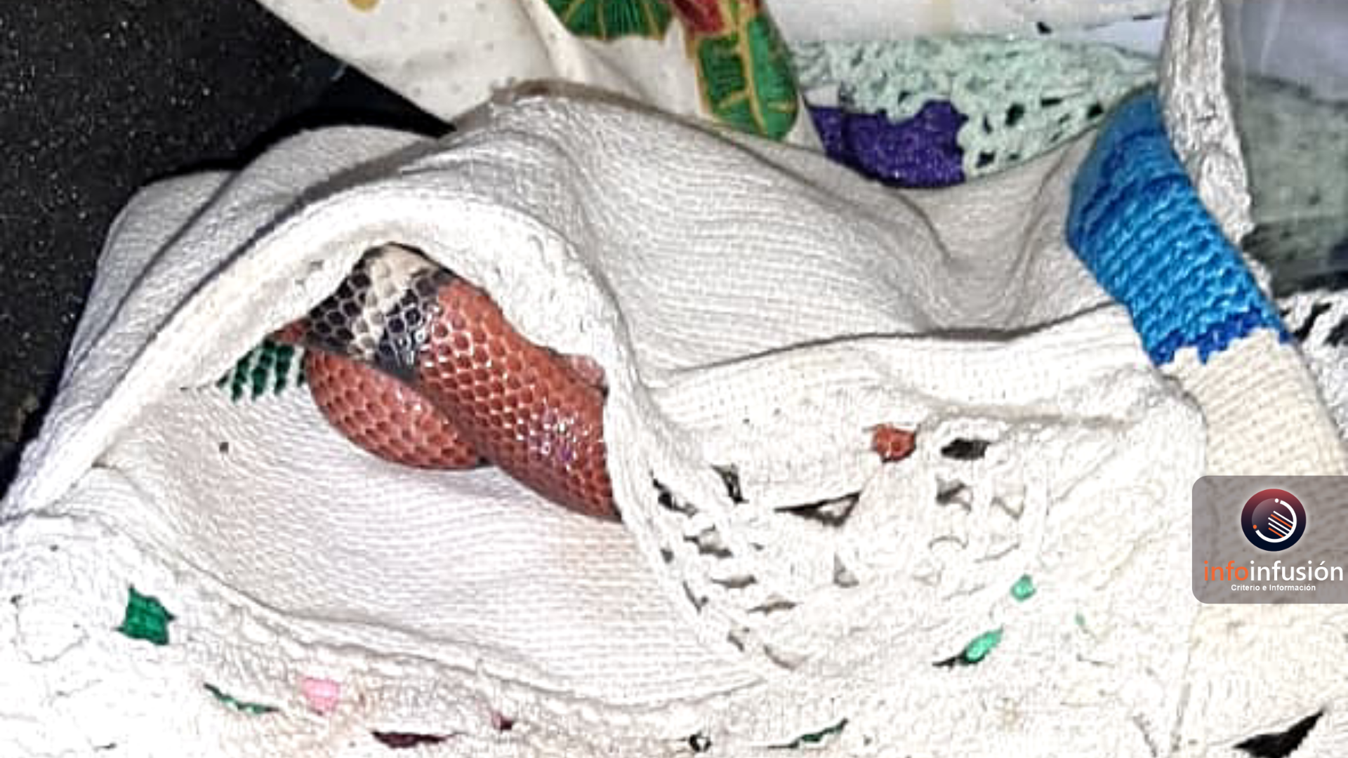 Capturan serpiente coral dentro de una estufa en Hacienda de Tapias