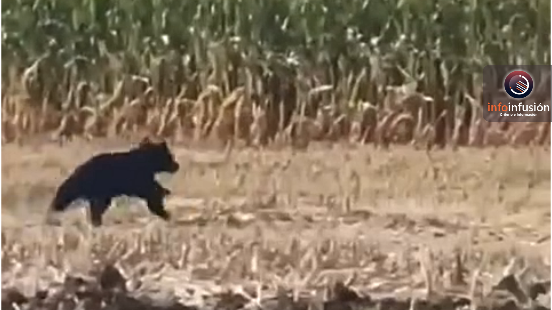 Captan oso negro corriendo entre sembradíos en Guadalupe Victoria