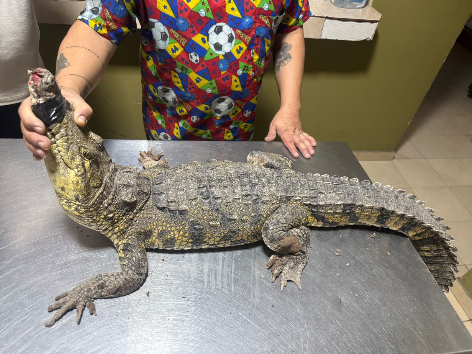 Aseguran cocodrilo en Gómez Palacio tras reporte ciudadano