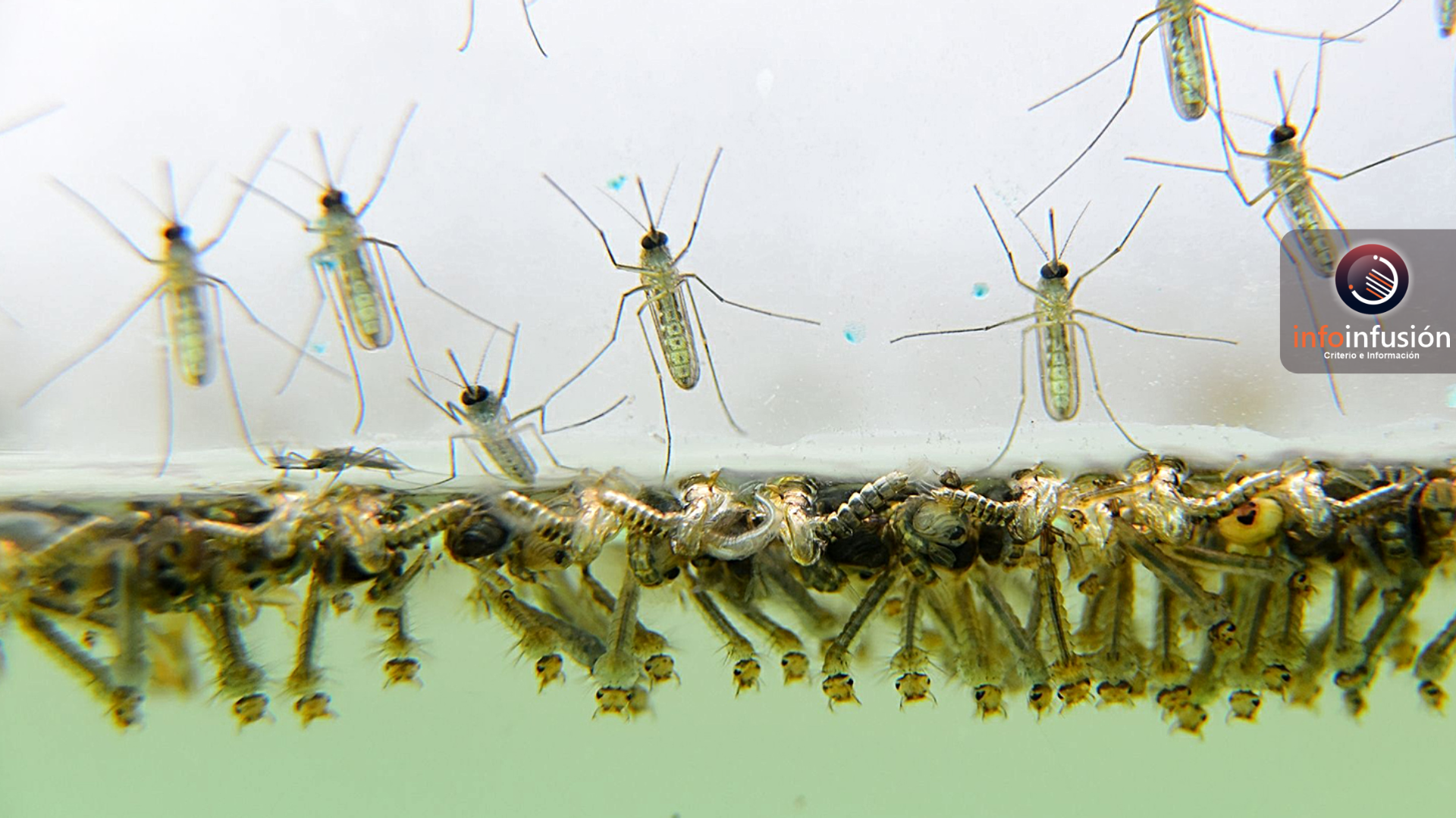 Prolifera plaga de mosquito “culex” en la Laguna de Durango