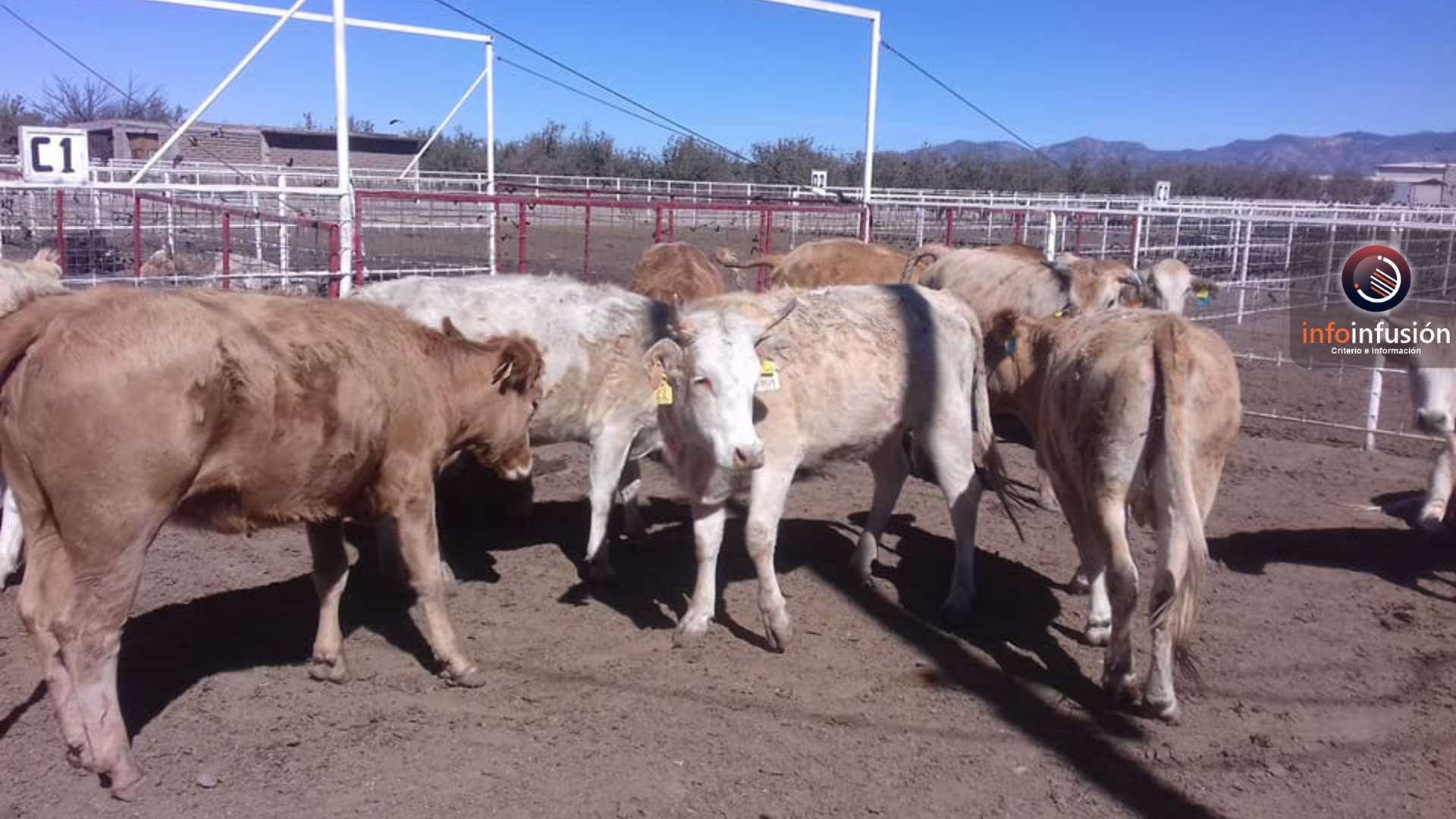 Empresa ganadera denuncia acaparamiento ilegal en Durango