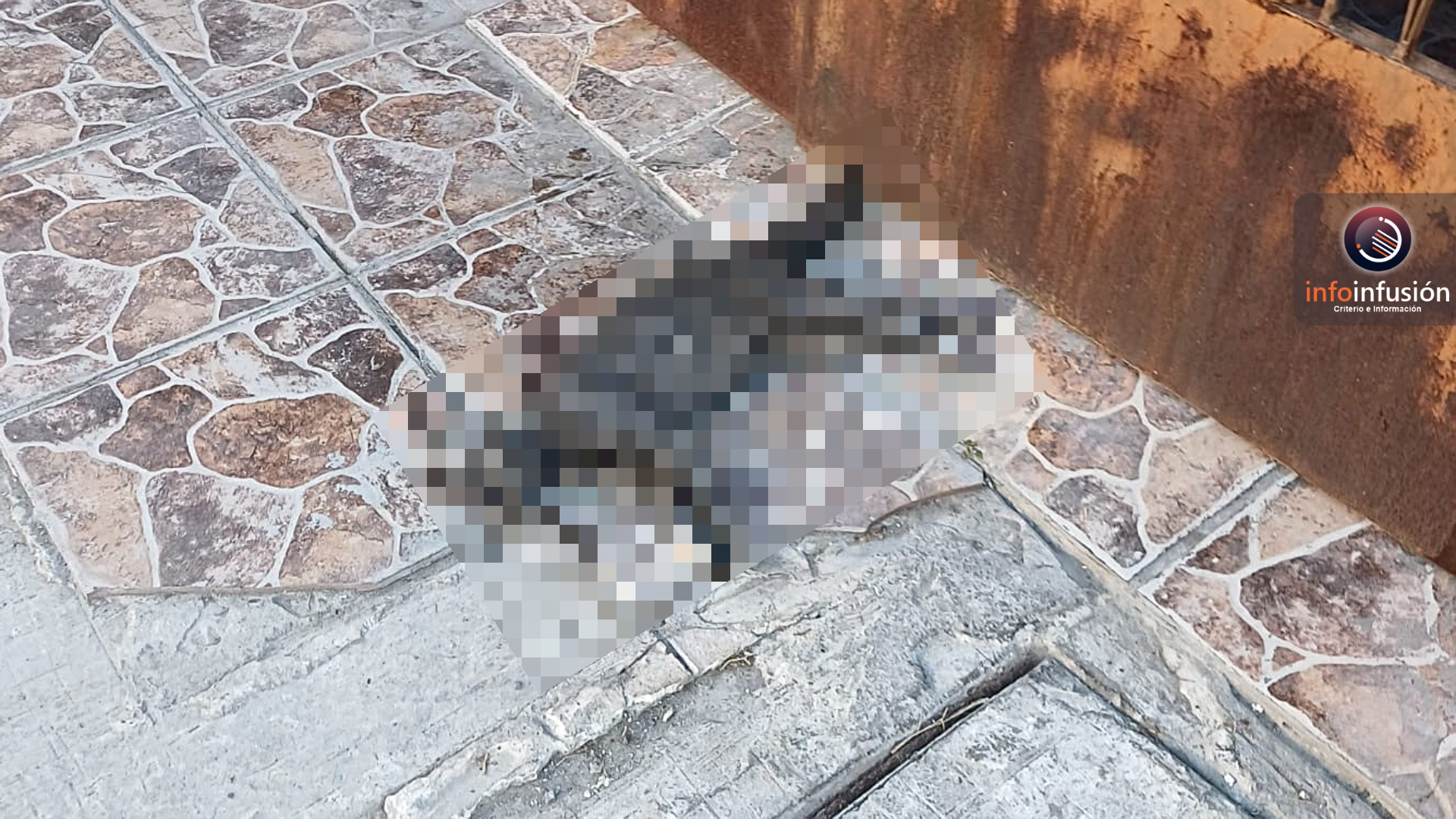 Crueldad animal en Lerdo: denuncian envenenamiento de gatos